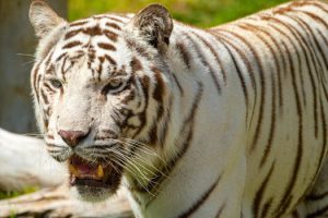 Wildlife sanctuaries where conservation comes first