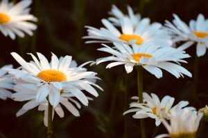 Chamomile flowers soothe bedtime teas